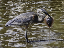 heron-eating-stingray-2-10