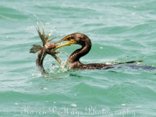 cormorant-eating-lionfish-4675